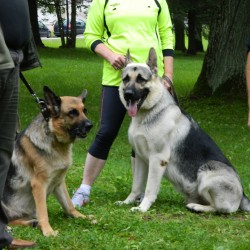1. Starptautiskās Baltijas suņu daudzcīņas sacensības Valgā (D.Igaune, R.Samsonova)